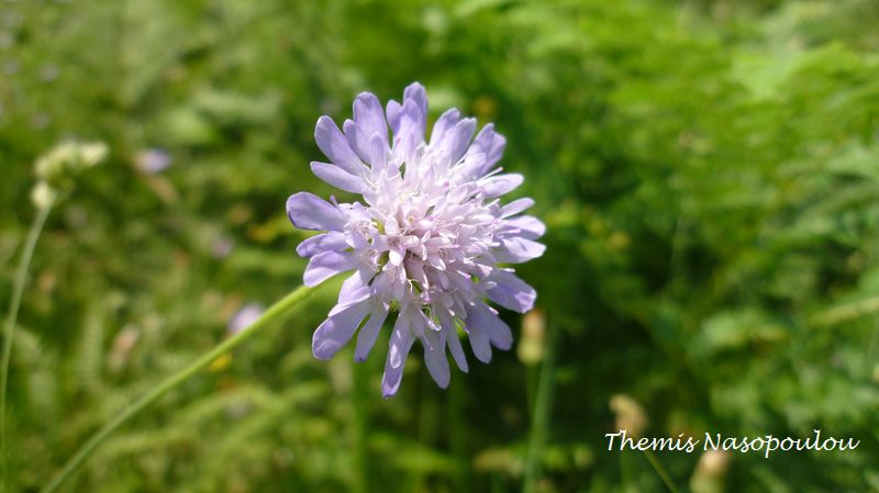 Knautia sp.